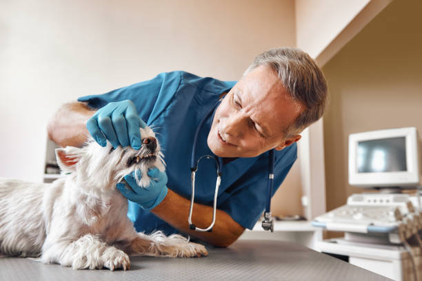 Best Cosmetic Emergency Dentistry in Mathis, TX